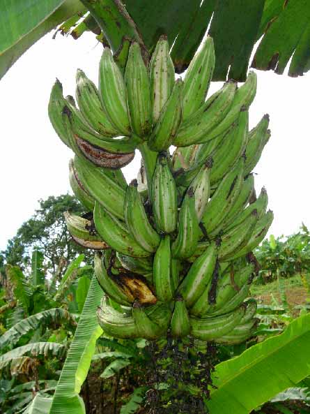Photo de bananes panaches