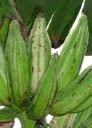 rgime de bananes panaches vertes et blanches