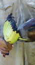 grosse fleur de bananier à la réunion (à identifier)