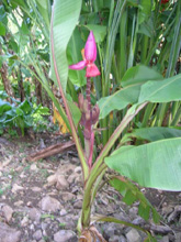 La fleur de ce bananier est verticale comme souvent chez les bananiers à graines
