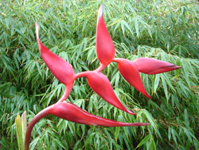 heliconia rouge