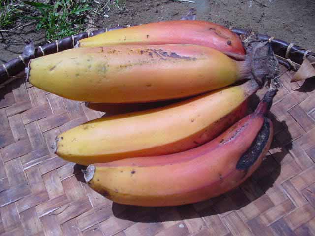 Photo de bananes rose à la Réunion à identifier
